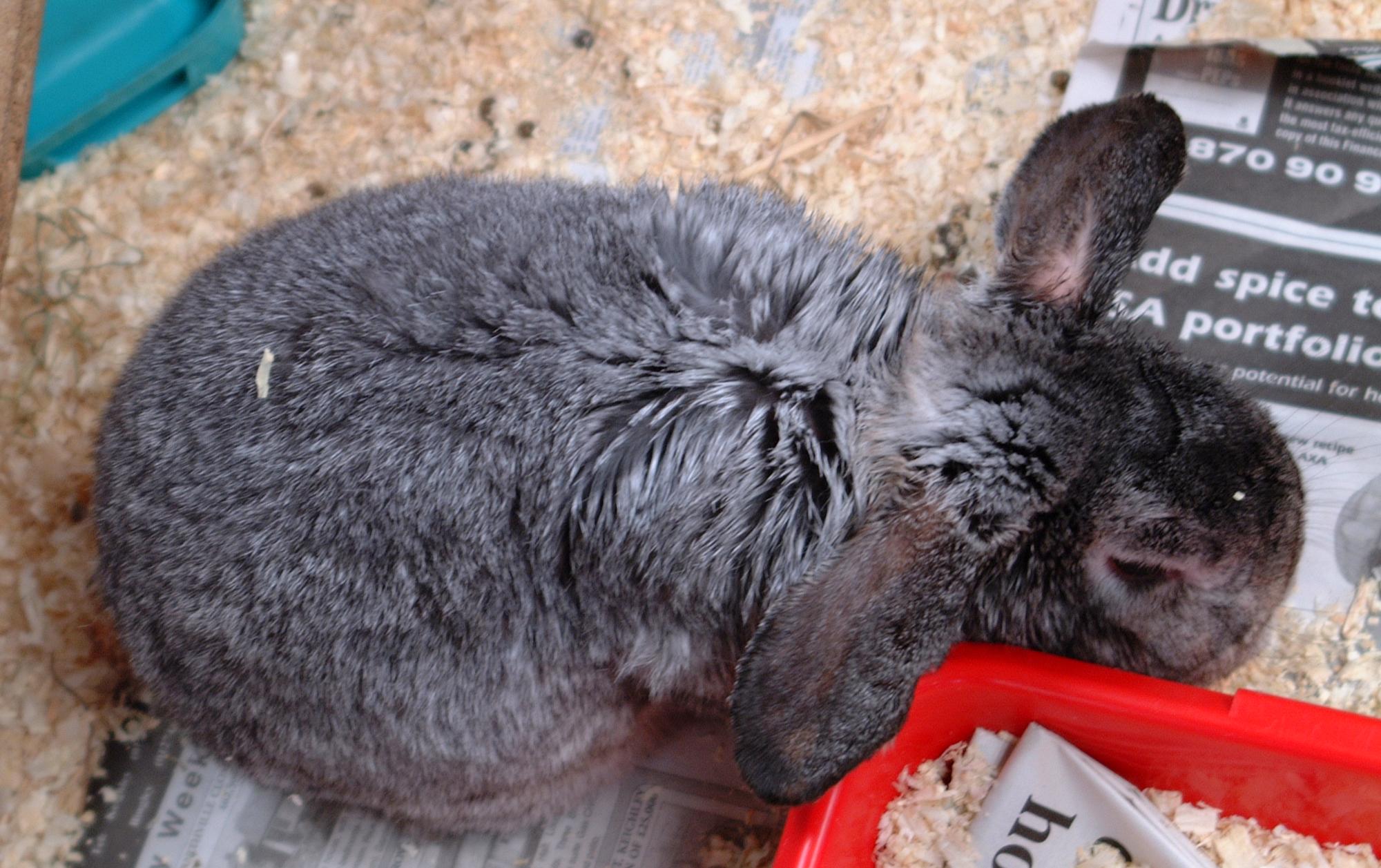 Abscesses My Rabbit Family Blog