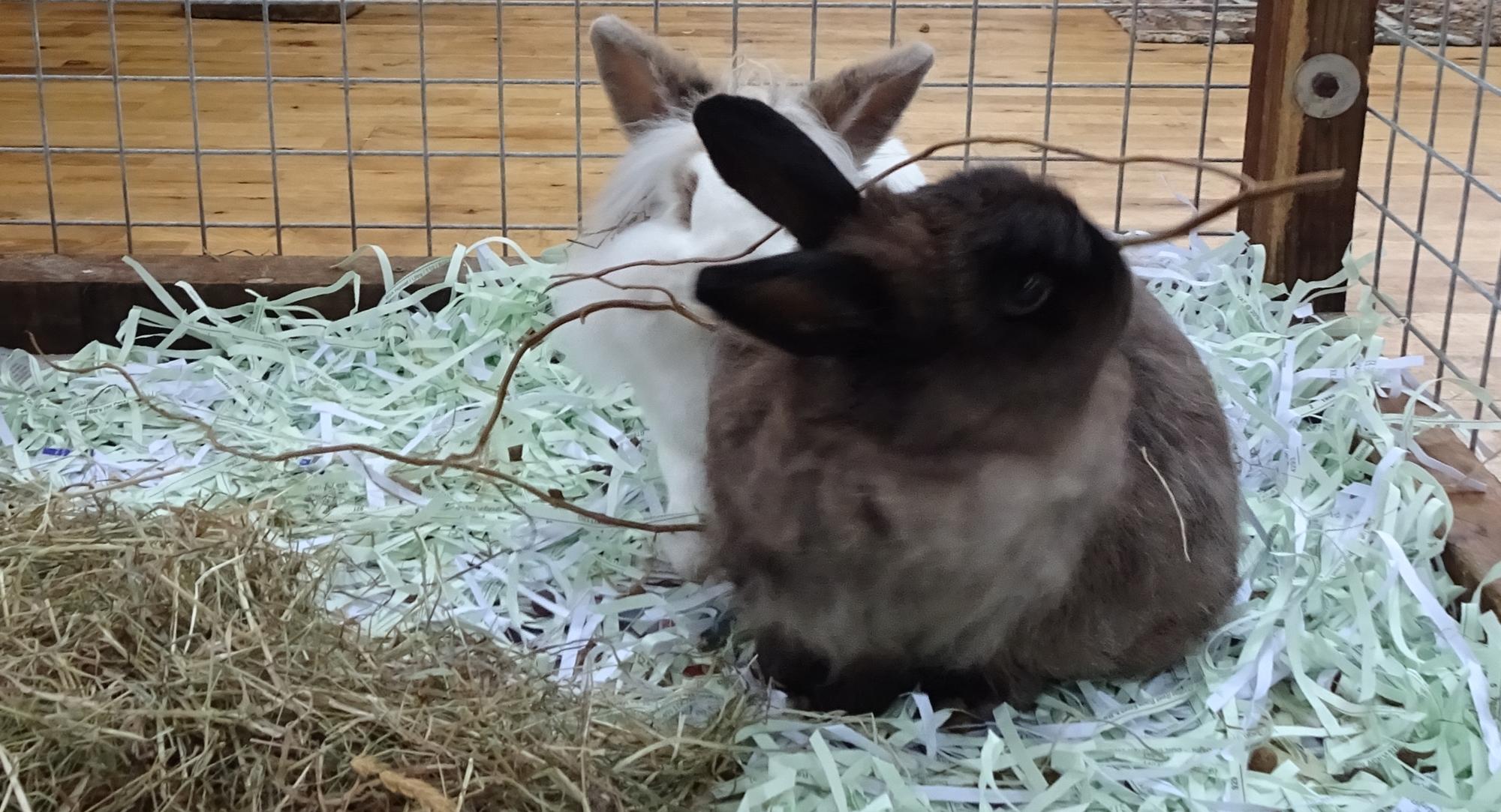 Willow! My Rabbit Family Blog