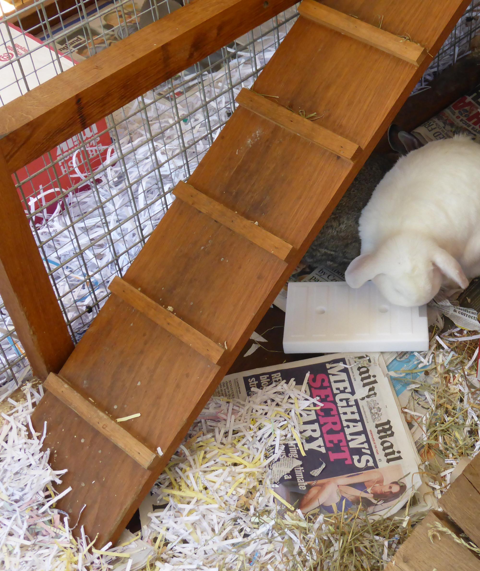 Ramp My Rabbit Family Blog