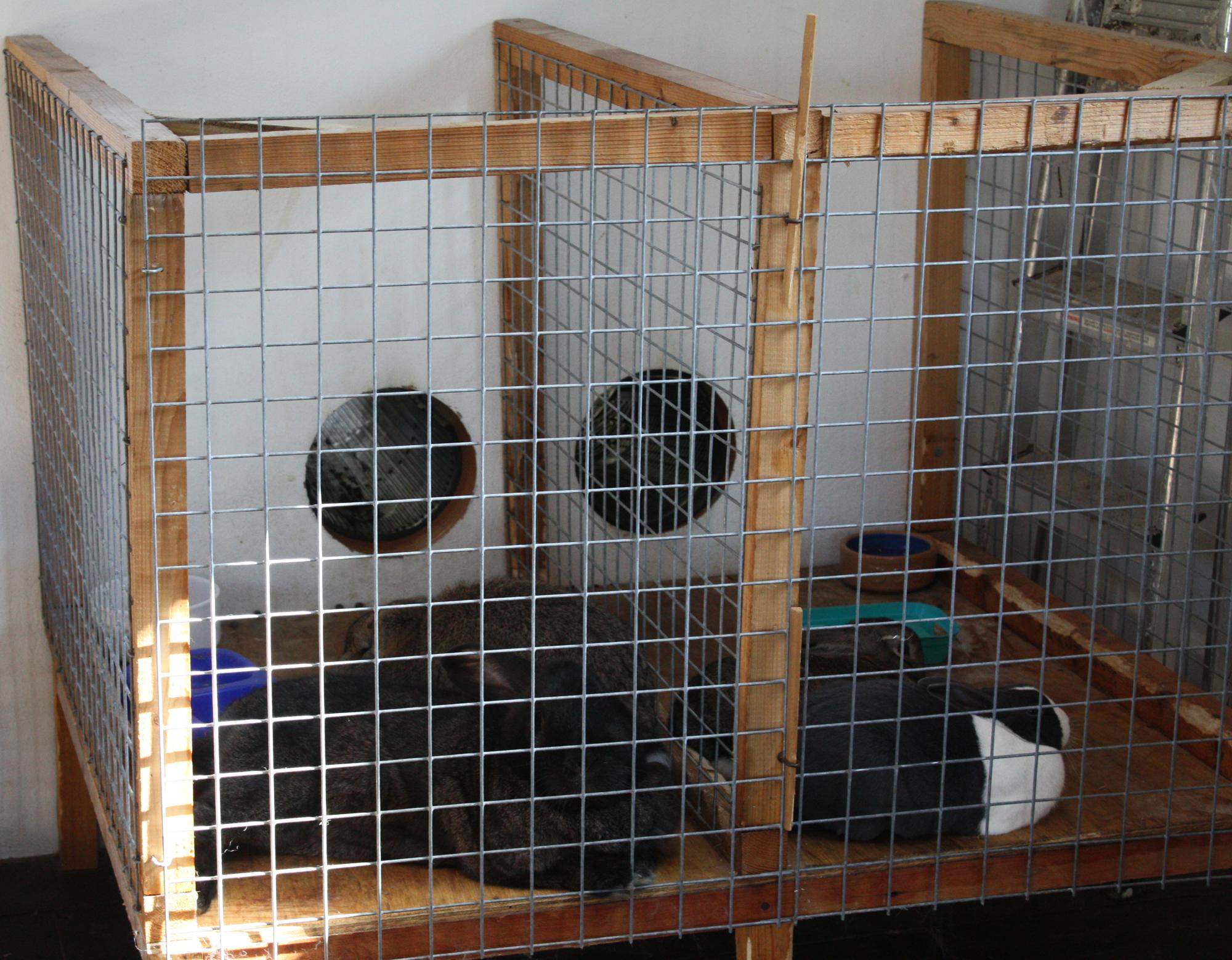 Housing Your Rabbits | My Rabbit Family Blog