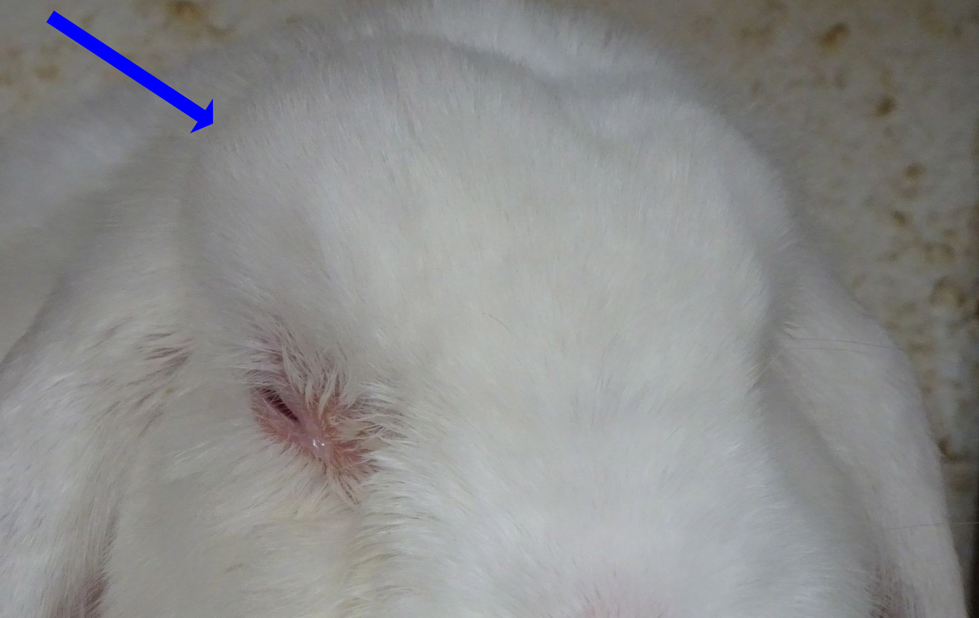 Abscesses My Rabbit Family Blog