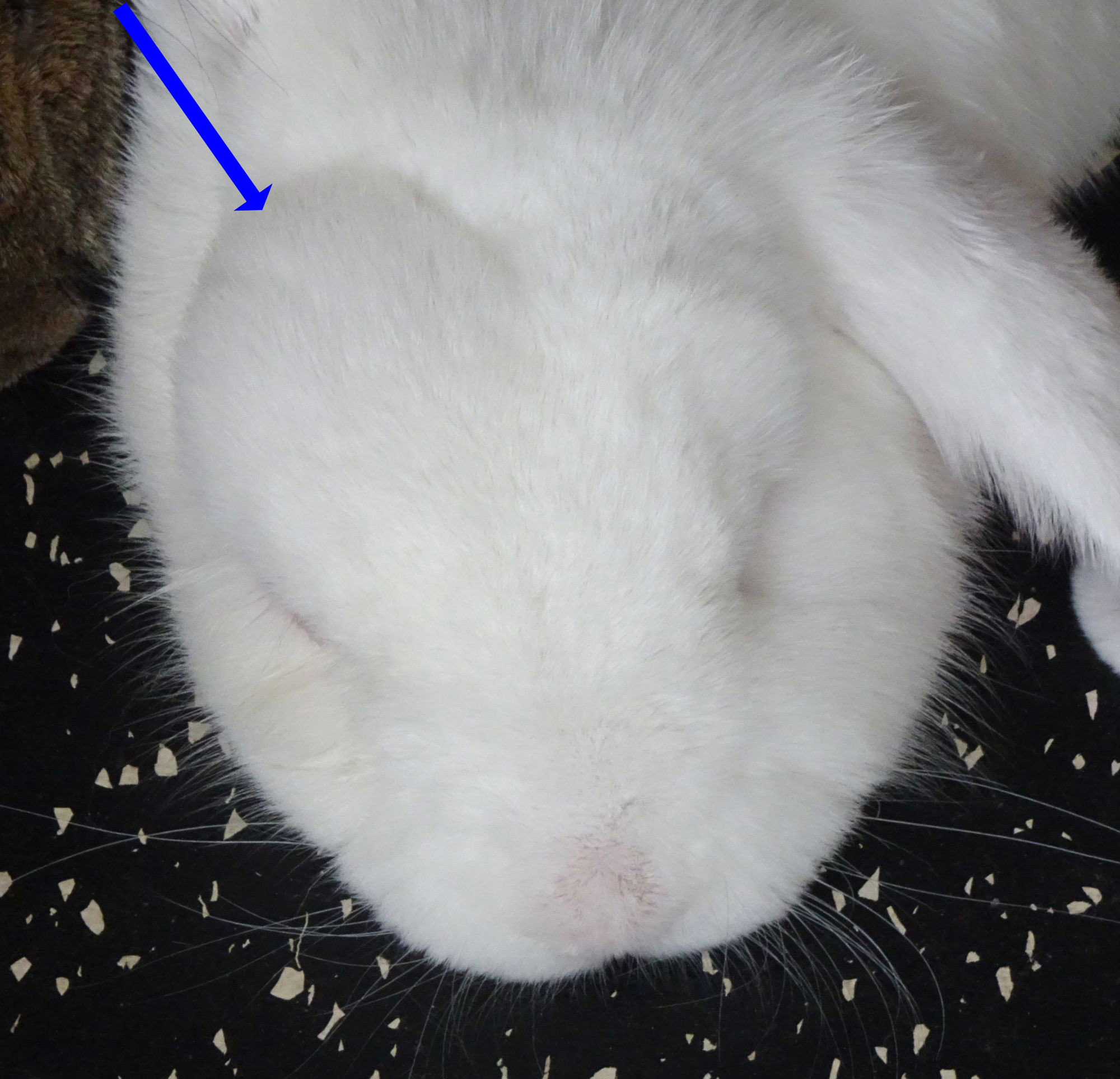 Abscesses My Rabbit Family Blog