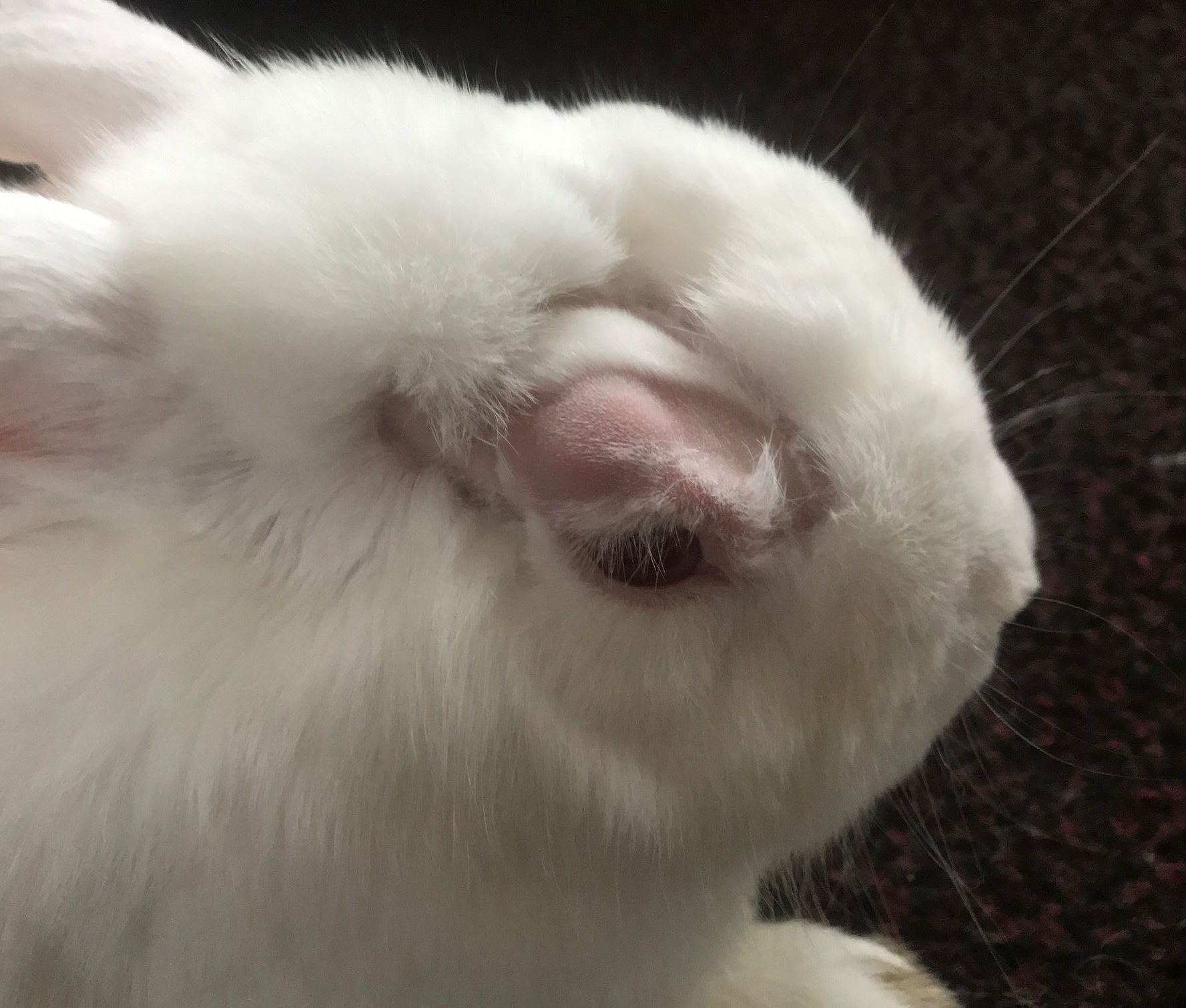 Abscesses My Rabbit Family Blog