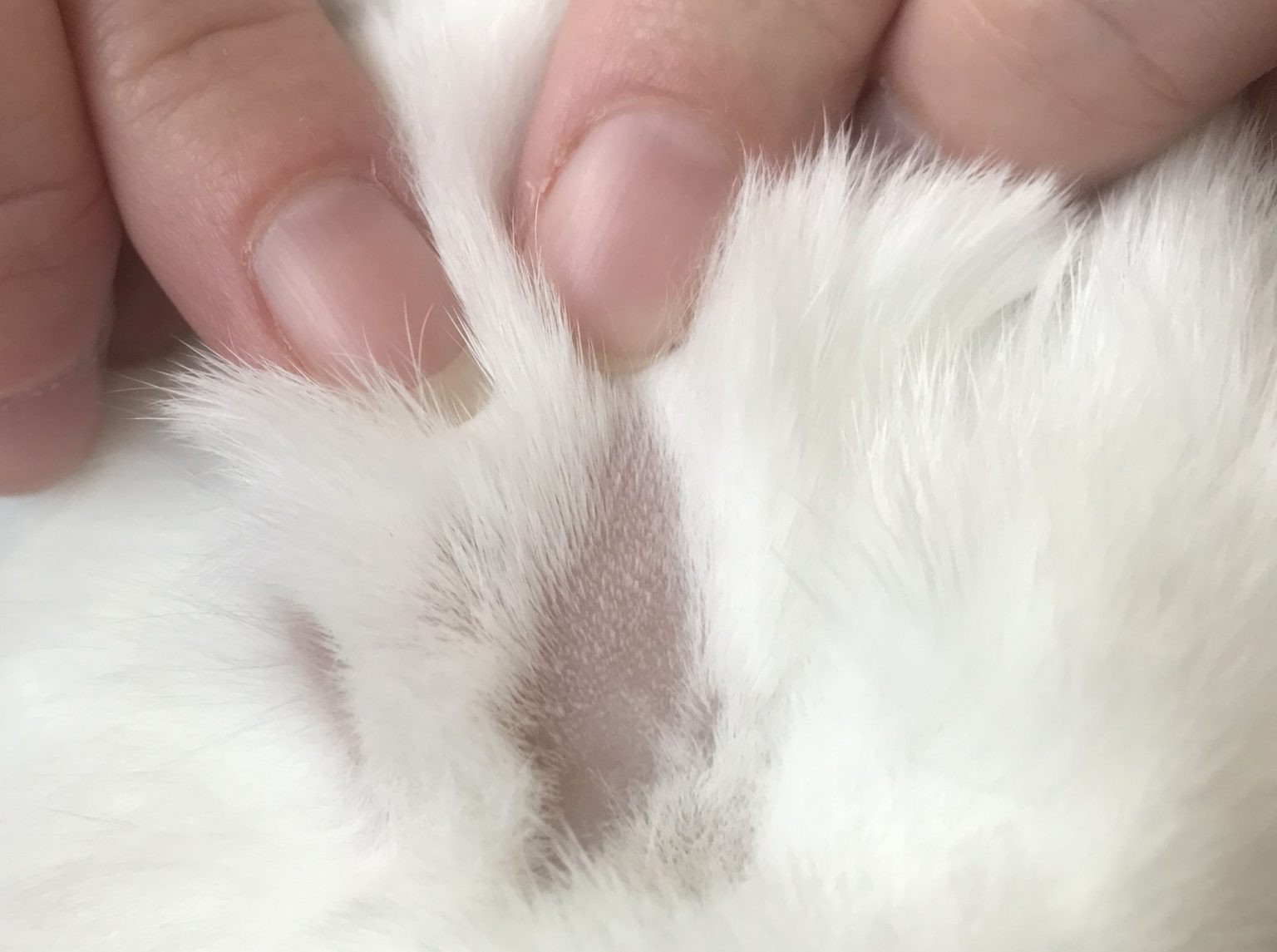 Abscesses My Rabbit Family Blog