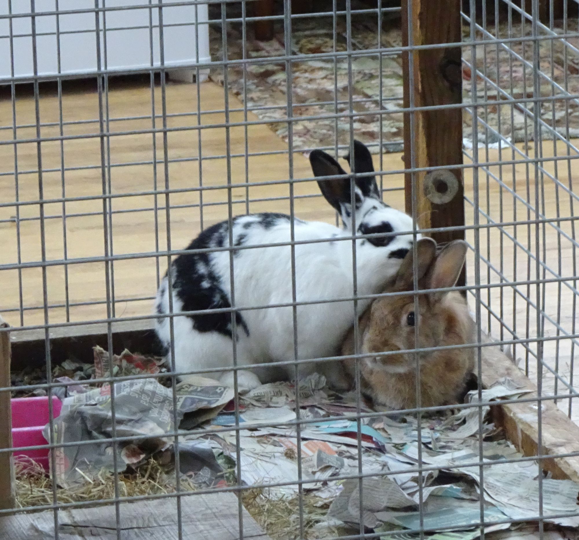 Introducing Peanut. | My Rabbit Family Blog