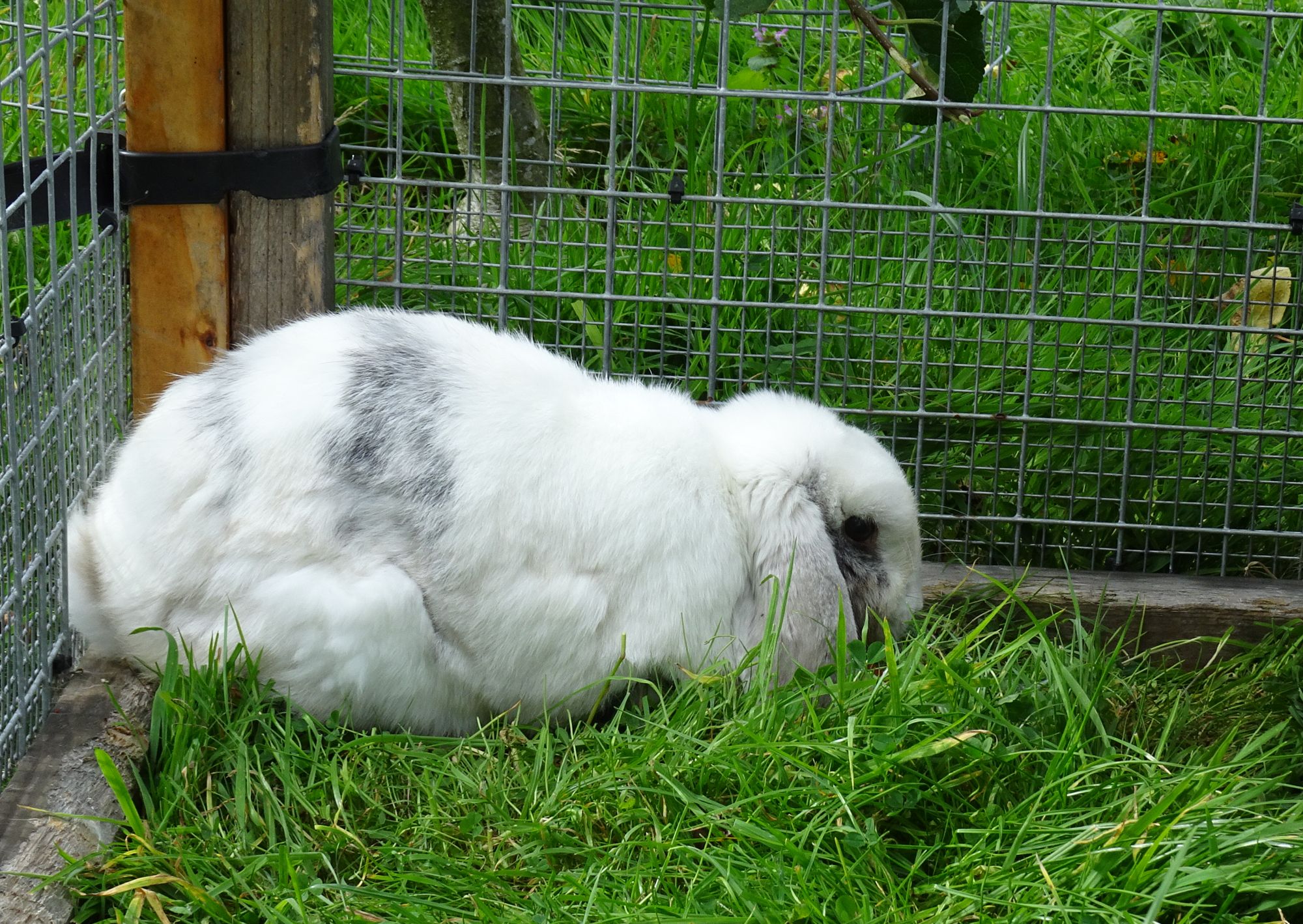 Daisy’s Vet Visit. | My Rabbit Family Blog