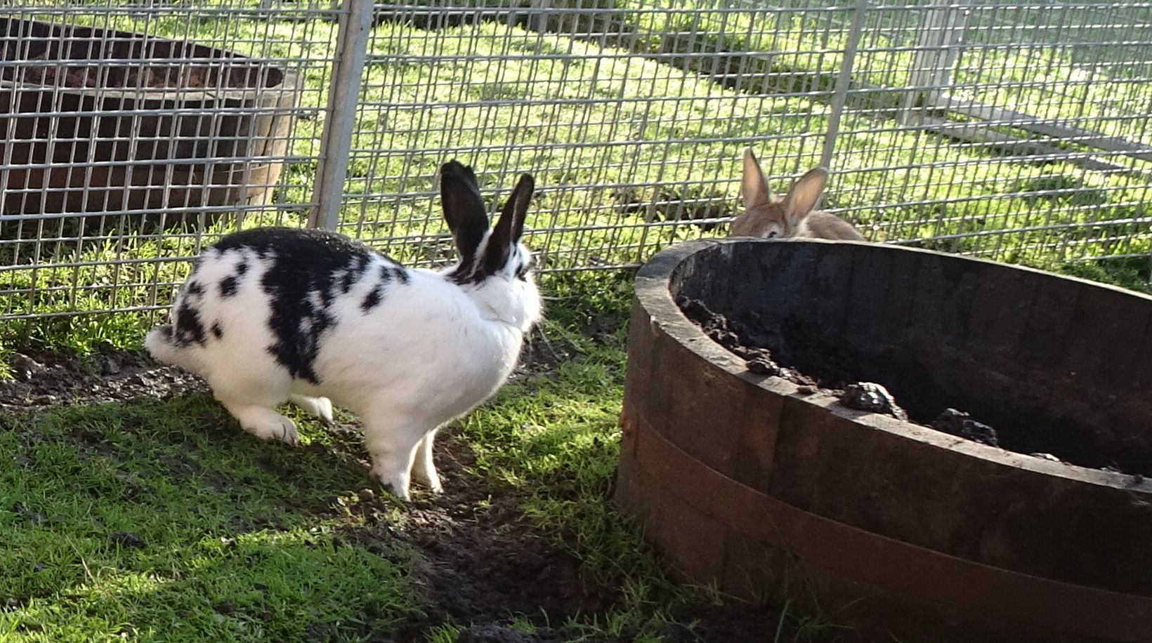 Peanut’s Progress. | My Rabbit Family Blog