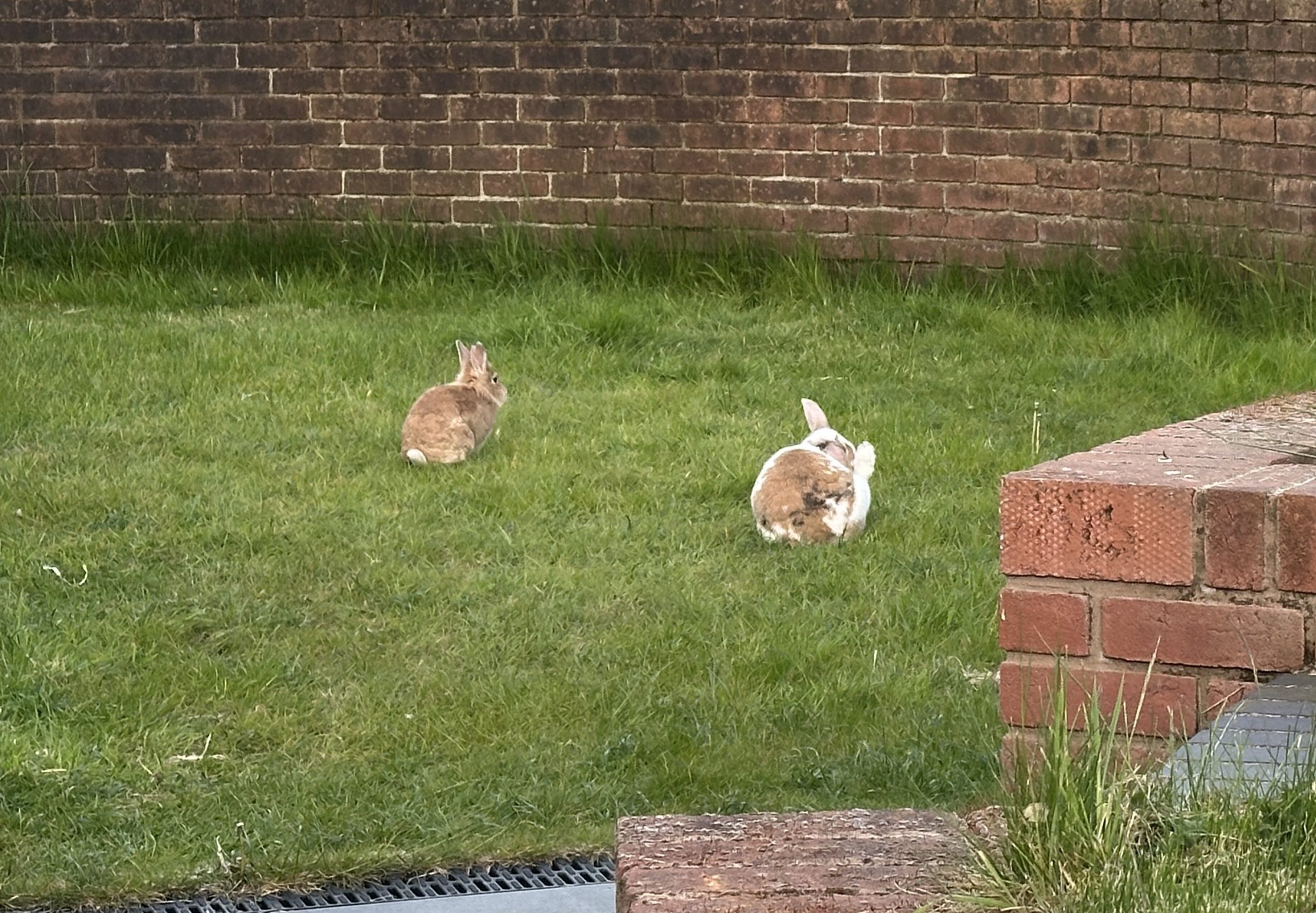Peanut and Molly Have a Big Adventure. | My Rabbit Family Blog